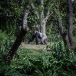 Gorilla Trekking in Africa